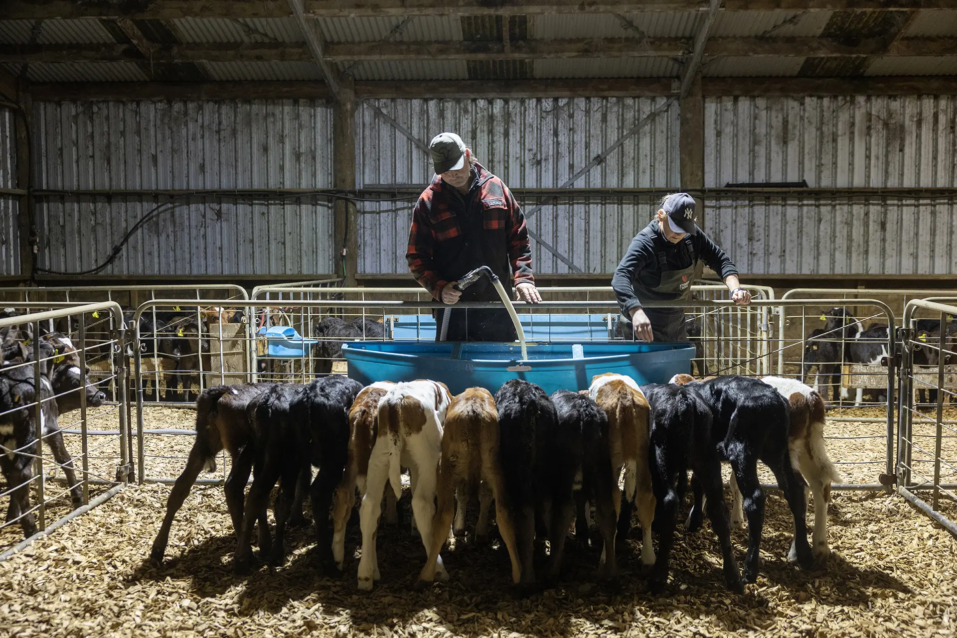 Two farm workers feed calves inside a barn lined with livestock pens.